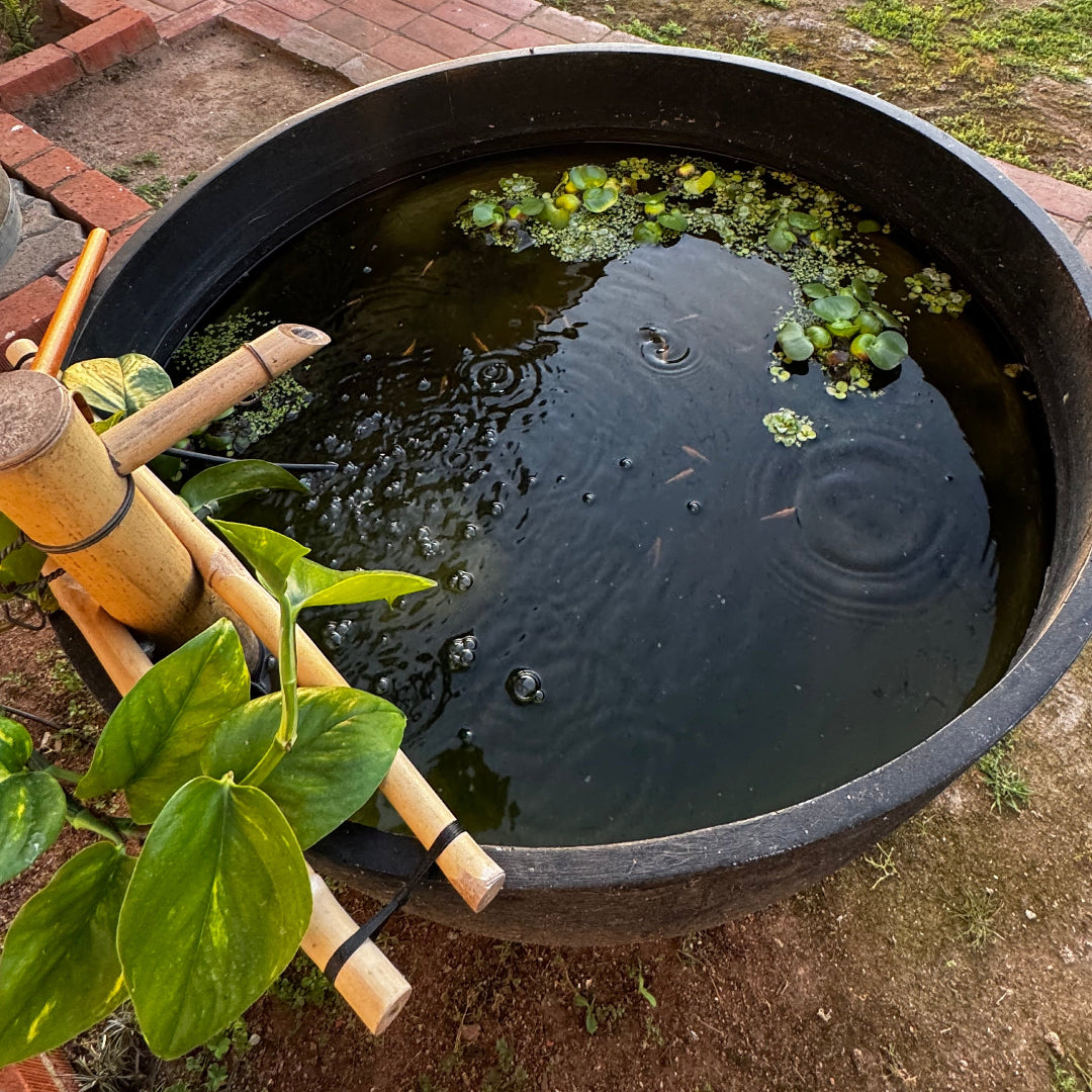 Container Pond